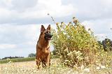 BERGER ALLEMAND 249